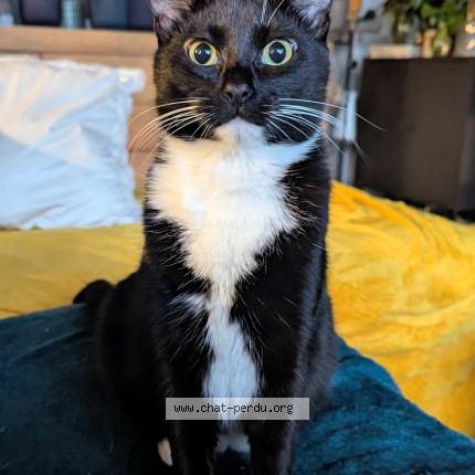 Photo of a cat found in Lievin