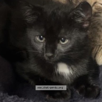 Foto 1/1 Wiedergefundene Katze Verloren in Geneve