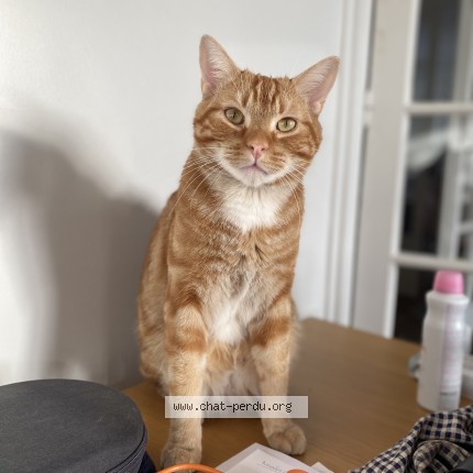 Photo of a cat found in Touques