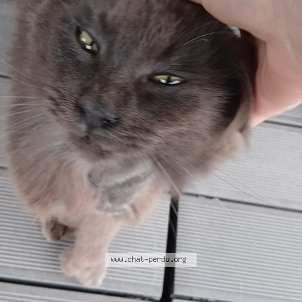 Photo of a cat found in Asserac