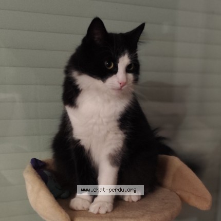 Photo of a cat found in Honfleur