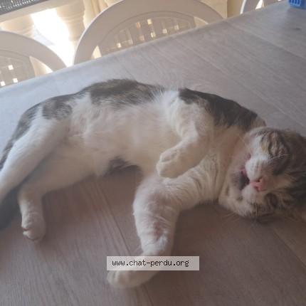 Photo of a cat found in Sablons