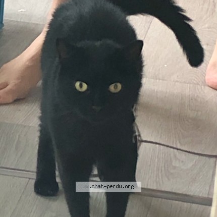 Photo of a cat found in Nantes