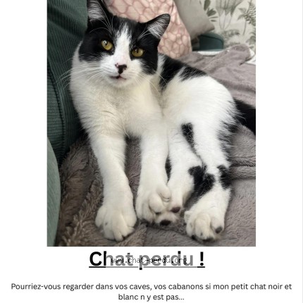 Photo of a cat found in Coudekerque Branche