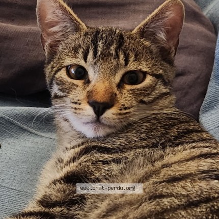 Photo of a cat found in Sollies Pont