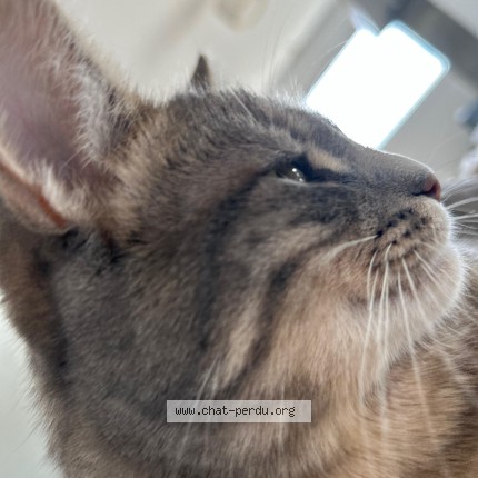 Photo of a cat found in Sorbiers