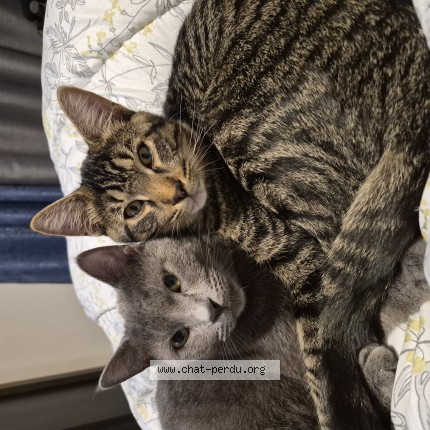 Picture of cat lost at St Mathias Sur Richelieu