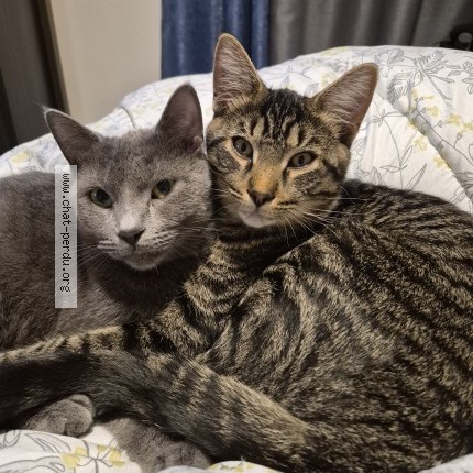 Photo 1/1 Hansel Cat lost in St Mathias Sur Richelieu
