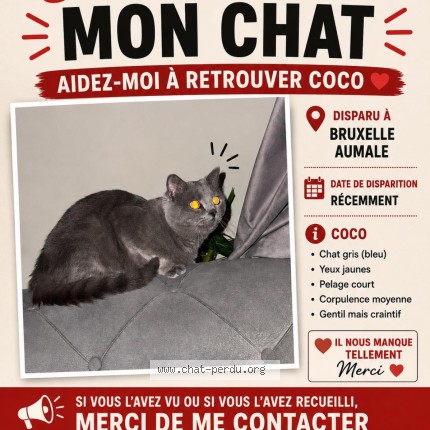 Foto 1/1 coco Kat vermist in Anderlecht