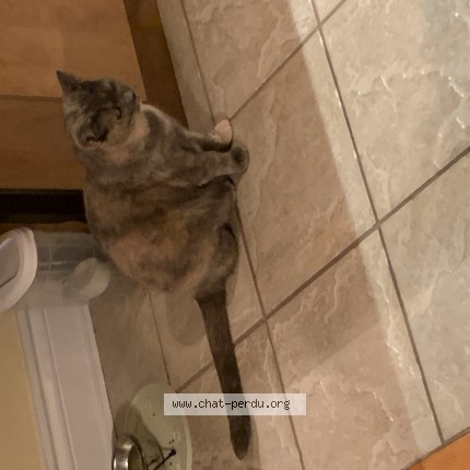 Picture of cat lost at Laval