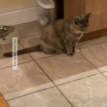 Photo 1/1 Molly Cat lost in Laval