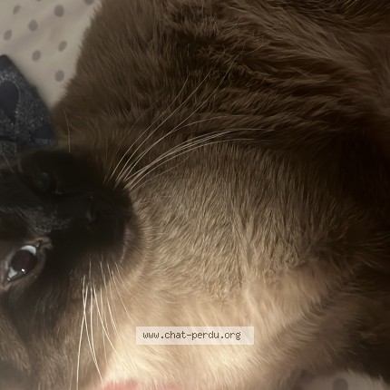 Photo 1/1 tsuky Cat lost in Montreal