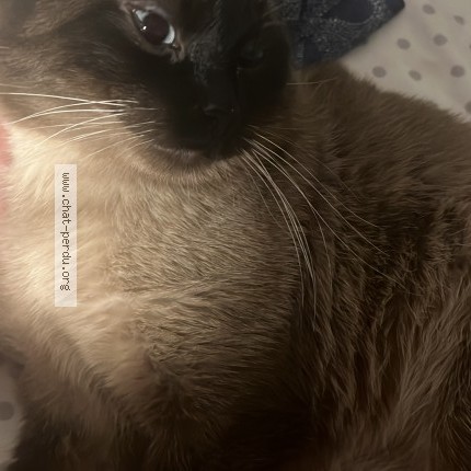 Photo 1/1 tsuky Cat lost in Montreal