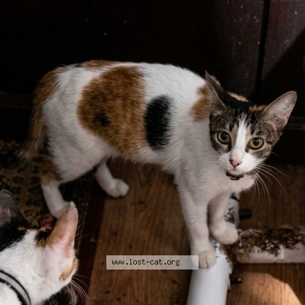 Picture of cat lost at Las Pinas City