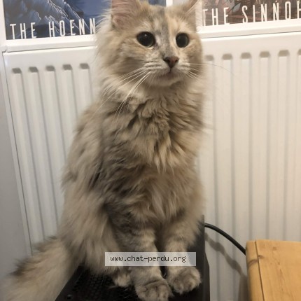 Photo of a cat found in Bron