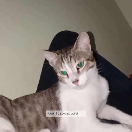 Photo of a cat found in Bengaluru