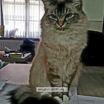 Foto 1/1 Chanel Kat vermist in Bruxelles