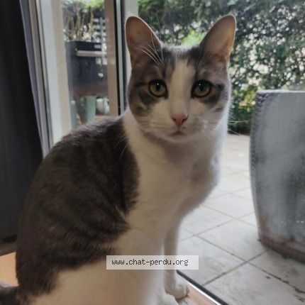 Photo of a cat found in Trefflean
