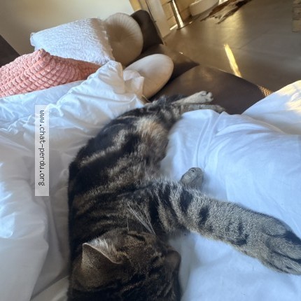 Foto 1/1 guarana Kat vermist in Jambes