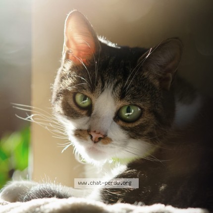 Photo of a cat found in Brest