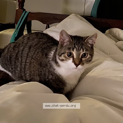 Photo of a cat found in Lauwin Planque