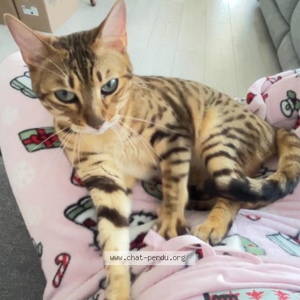 Photo 1/1 Maya Cat lost in Lanoraie