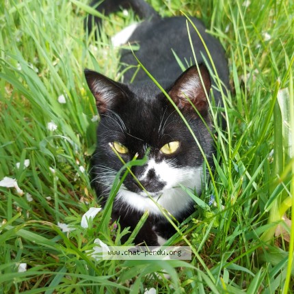 Photo of a cat found in Champagnolles