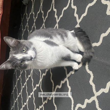 Photo 1/1 Silver Cat lost in Laval