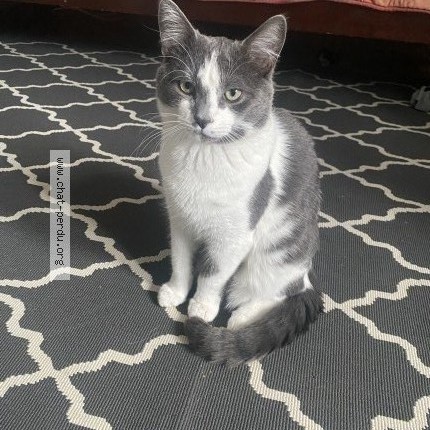 Photo 1/1 Silver Cat lost in Laval