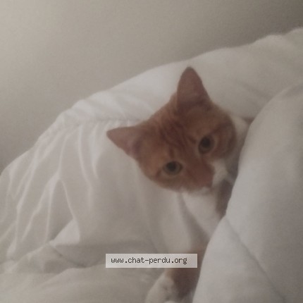 Photo of a cat found in St Gery