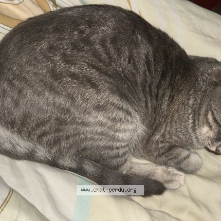Foto 1/1 Chica Katze verloren in Montreux