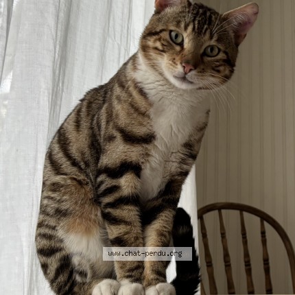 Photo 1/1 Vino Cat lost in Saint Antoine Sur Richelieu