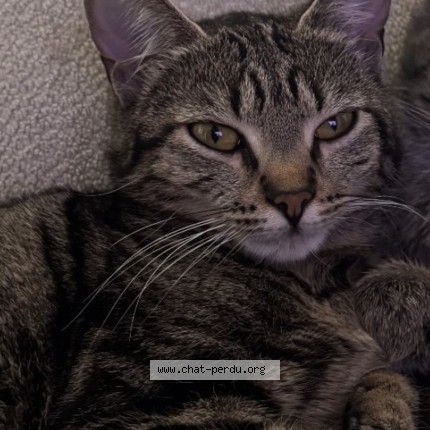 Foto van vermiste kat in Dilbeek