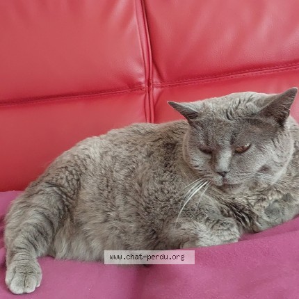 Photo of a cat found in Ennezat