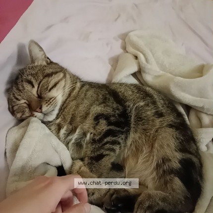 Photo of a cat found in Angers