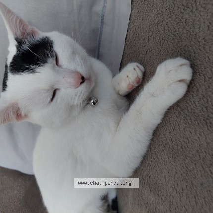 Photo of a cat found in Proville