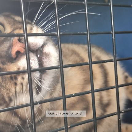 Photo of a cat found in Auteuil