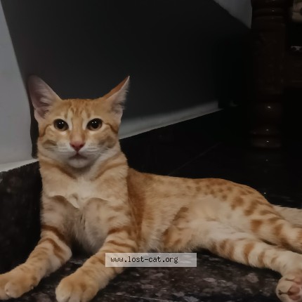 Photo 1/1 maau Cat lost in Hyderabad
