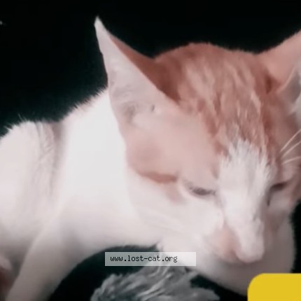 Photo 1/5 Chinu Cat lost in Pune