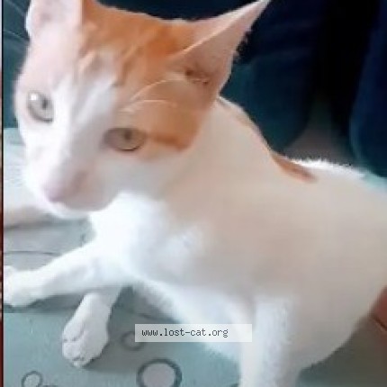 Photo 3/5 Chinu Cat lost in Pune