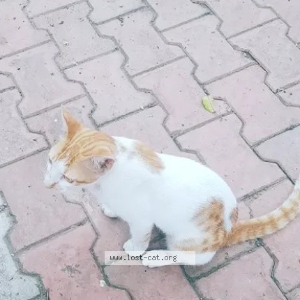 Photo 4/5 Chinu Cat lost in Pune