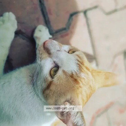 Photo 5/5 Chinu Cat lost in Pune