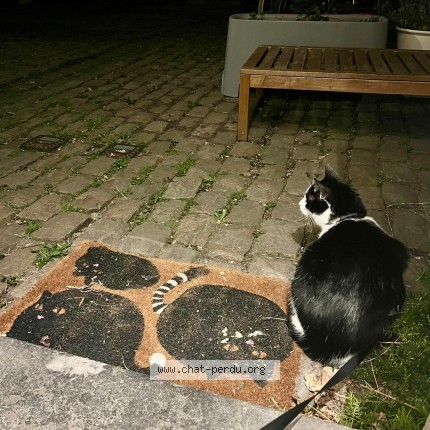 Photo of a cat found in Ghent