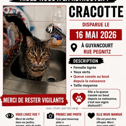 Photo of a cat found in Guyancourt