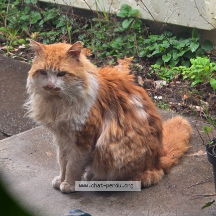 Photo of a cat found in Condezaygues