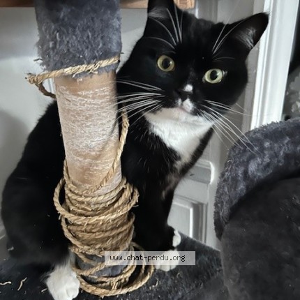 Photo of a cat found in Roubaix