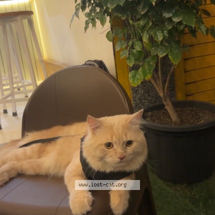 Photo 1/1 Found cat Found in Nagpur