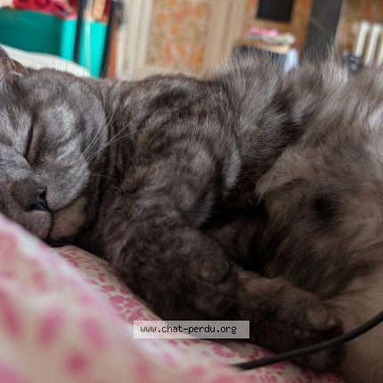 Foto van vermiste kat in Anderlecht