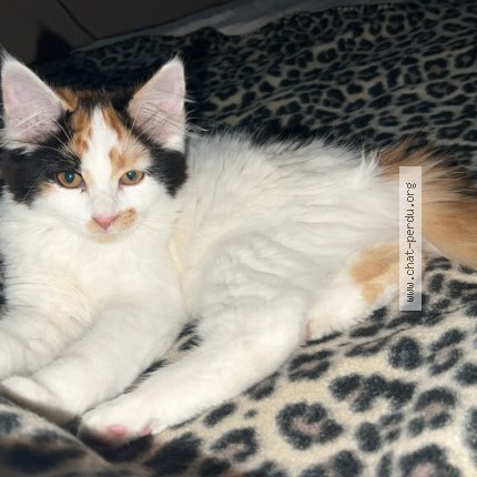 Photo of a cat found in Albi
