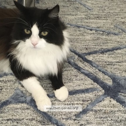 Photo of a cat found in Marseille